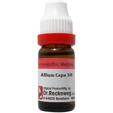 Allium cepa